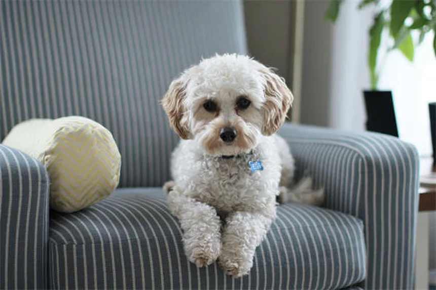Comment choisir le chien idéal : 7 conseils pratiques pour bien débuter