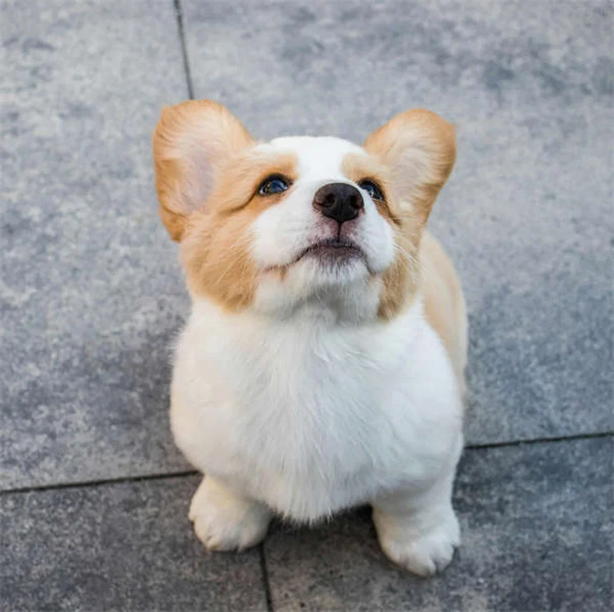 Comment donner un comprimé à son chien facilement ? 5 astuces efficaces
