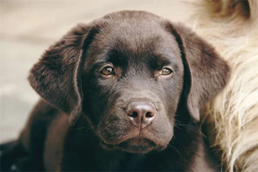 Comment donner un comprimé à son chien facilement ? 5 astuces efficaces