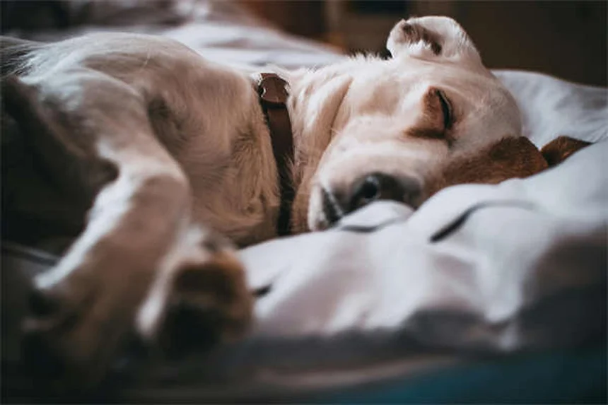 Vaccins pour chiens et chats : le guide complet 2024