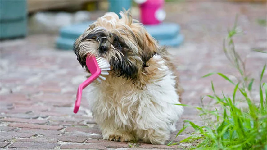 4 commandes essentielles pour éduquer son chien comme un pro