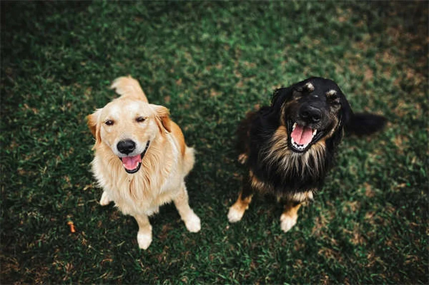 4 commandes essentielles pour éduquer son chien comme un pro