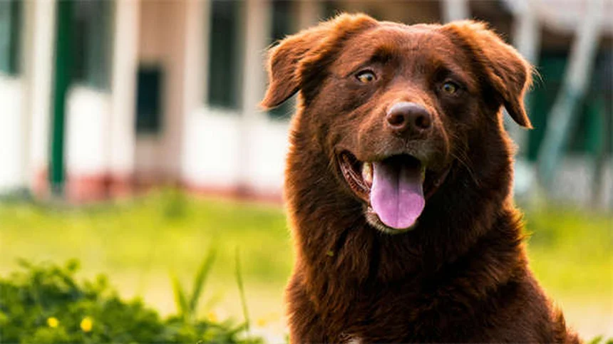 4 commandes essentielles pour éduquer son chien comme un pro