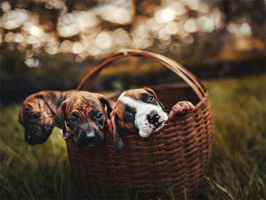 Pourquoi mon chien me suit partout ? Explications et solutions
