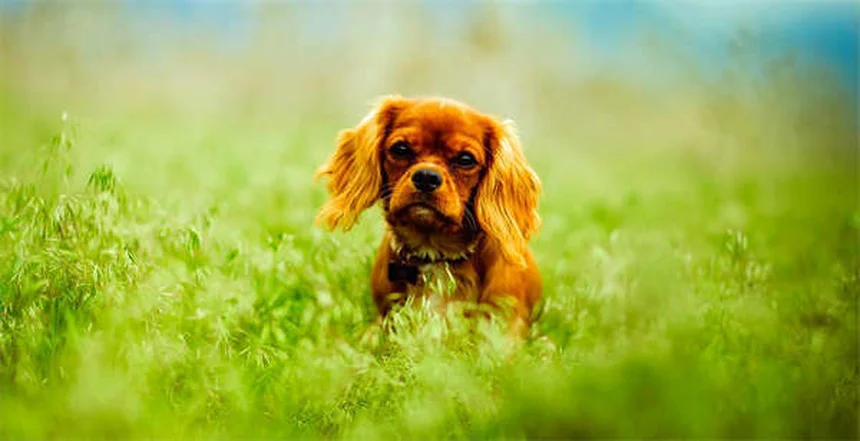 Pourquoi mon chien me suit partout ? Explications et solutions