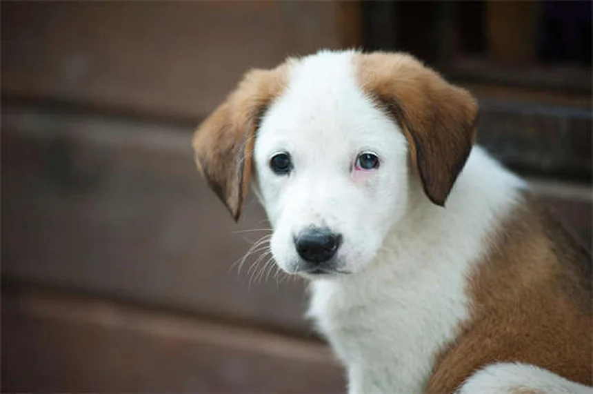Pourquoi mon chien me suit partout ? Explications et solutions