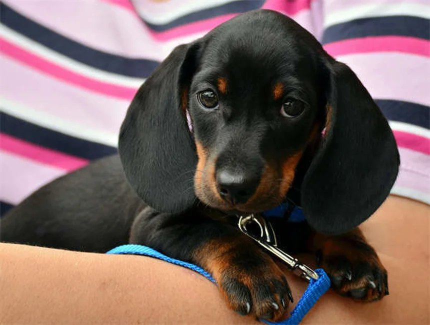 5 stimulants d'appétit pour chien recommandés par les vétos