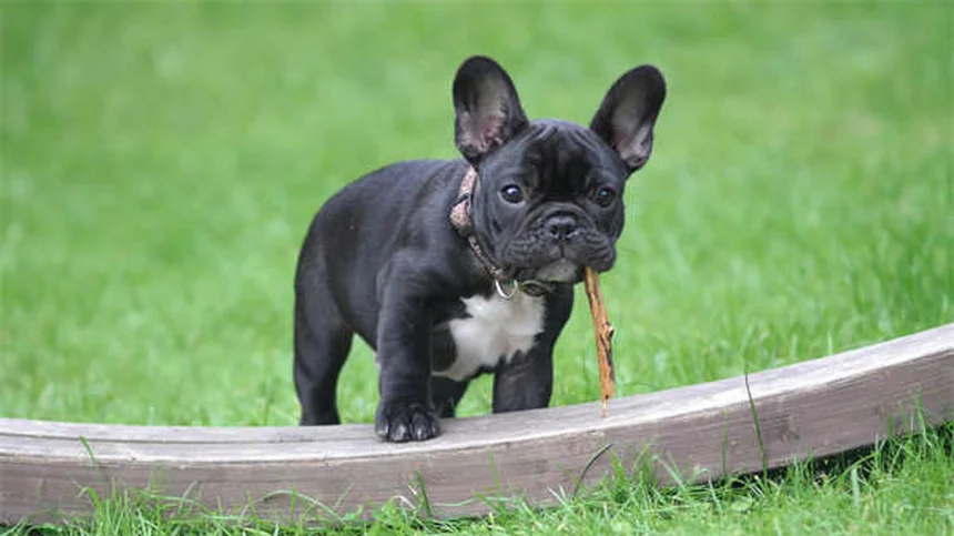 5 stimulants d'appétit pour chien recommandés par les vétos