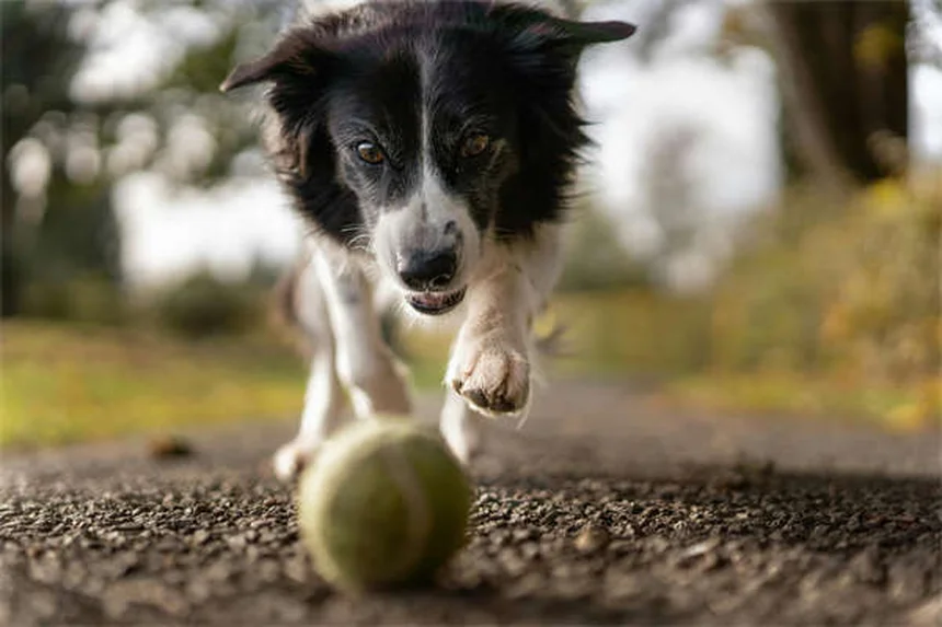 Puces chez le chien : 5 solutions efficaces pour les éliminer