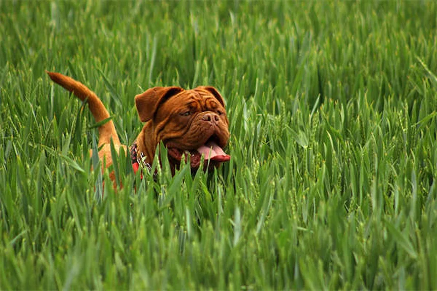 Puces chez le chien : 5 solutions efficaces pour les éliminer
