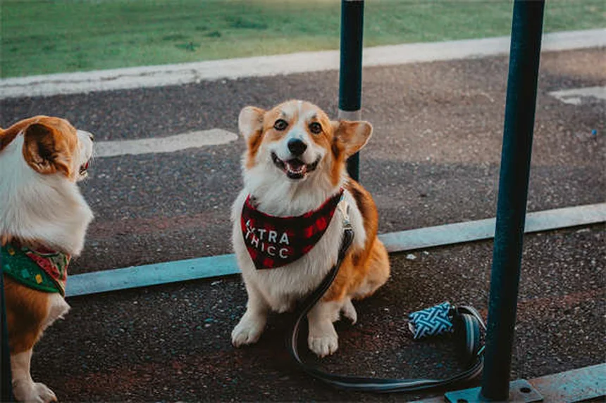 Puces chez le chien : 5 solutions efficaces pour les éliminer
