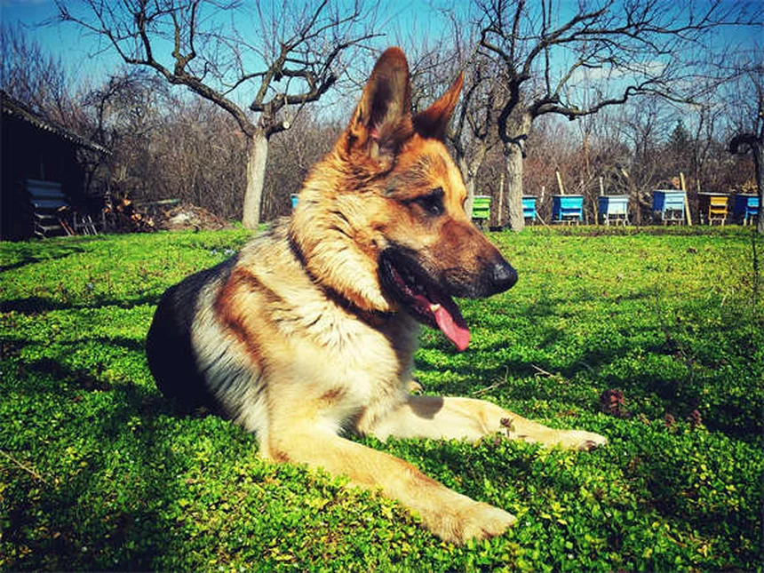 Coupe des oreilles chez le chien : pourquoi cette pratique est cruelle et inutile
