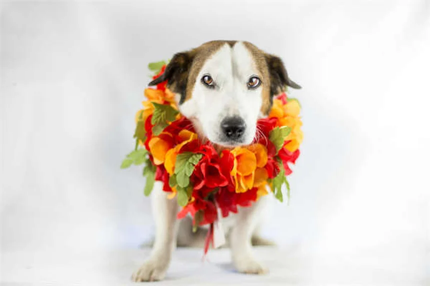 Coupe des oreilles chez le chien : pourquoi cette pratique est cruelle et inutile