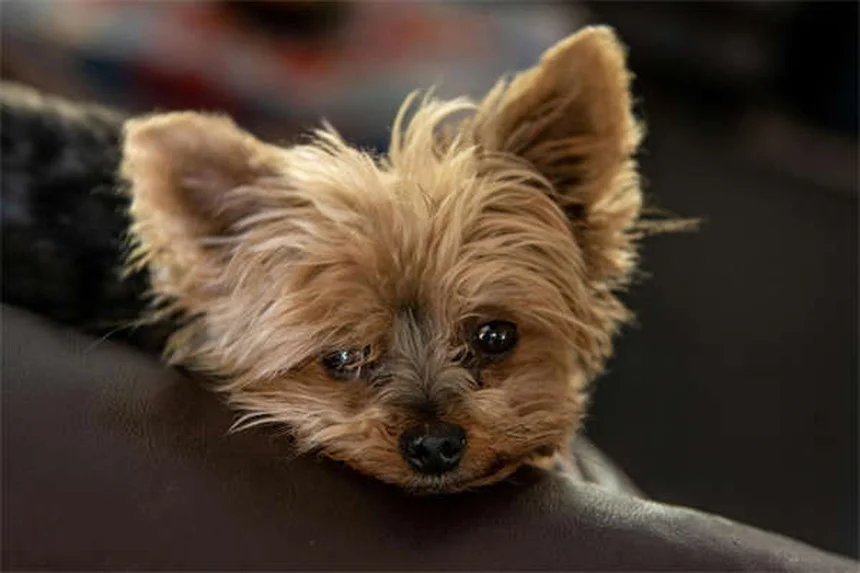 Protéger son chien ou chat de la chaleur : 5 conseils vitaux