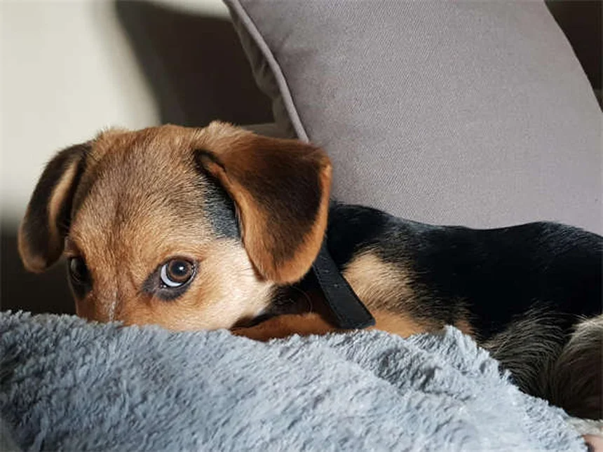 Protéger son chien ou chat de la chaleur : 5 conseils vitaux