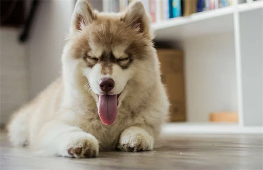 Mon chien peut-il attraper mon rhume ? Décryptage des symptômes