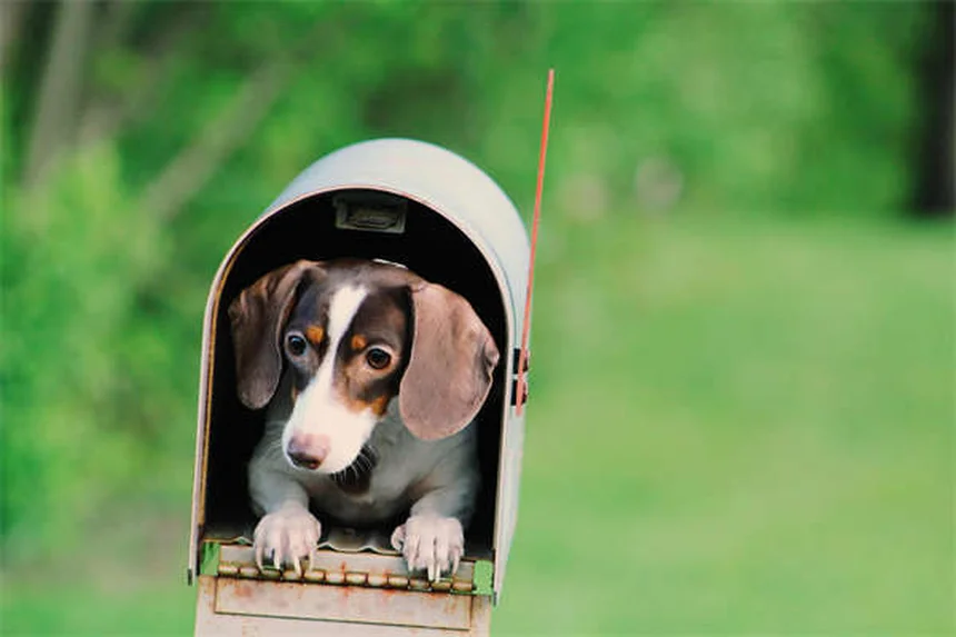 10 conseils essentiels pour bien éduquer son chien au parc canin