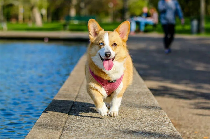 10 conseils essentiels pour bien éduquer son chien au parc canin