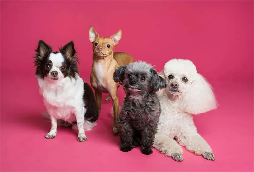10 conseils essentiels pour bien éduquer son chien au parc canin