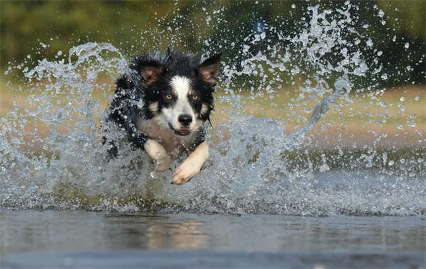 Comment éviter que votre animal prenne du poids en hiver ?